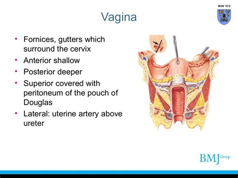 Perineum: Location, Anatomy, Function & Conditions